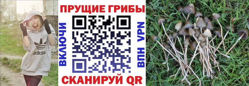 закладки  Болхов  Псилоцибиновые грибы Psilocybe 
